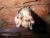 Image: Visit   Delaware Bat Program