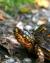 Image: Visit Lums Pond State Park